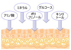 白樺の樹液とお肌の関係は?