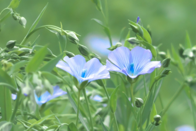 亜麻の花