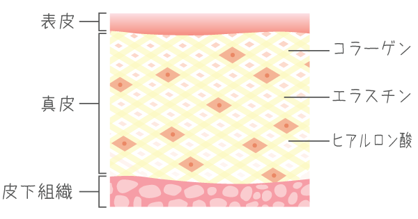 コラーゲンとエラスチンとヒアルロン酸がうるおいと弾力のカギ
