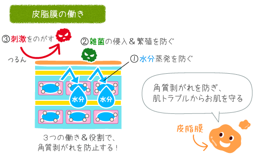 皮脂膜の働き