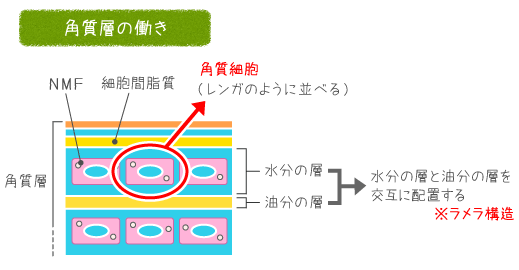 角質層の働き