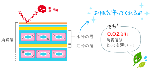 角質層は、とっても薄い