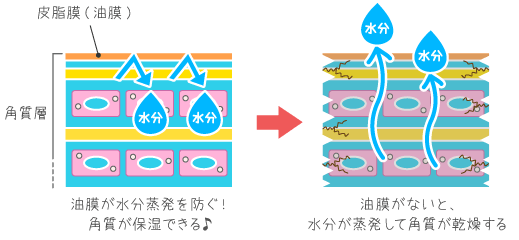 角質を乾燥から守る最前線は皮脂膜！