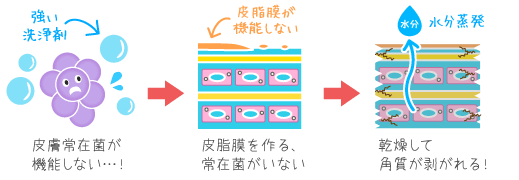 皮膚常在菌と皮脂膜と角質層の関係