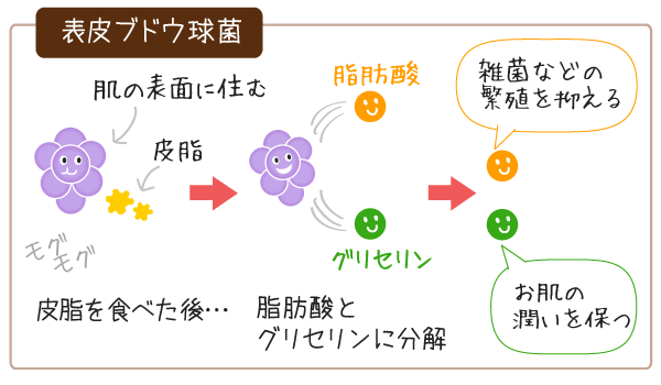 表皮ブドウ球菌の役割と働き