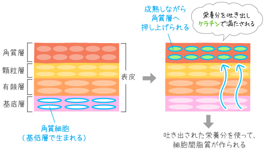 角化とターンオーバーの図解