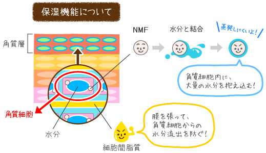 角質の保湿機能