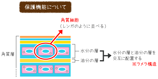 角質の保護機能について