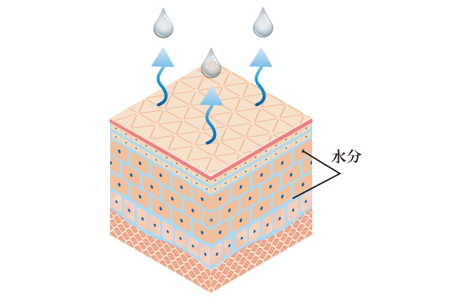 摩擦や刺激をおさえ角質を育てる