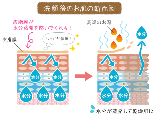 洗顔後のお肌の断面図