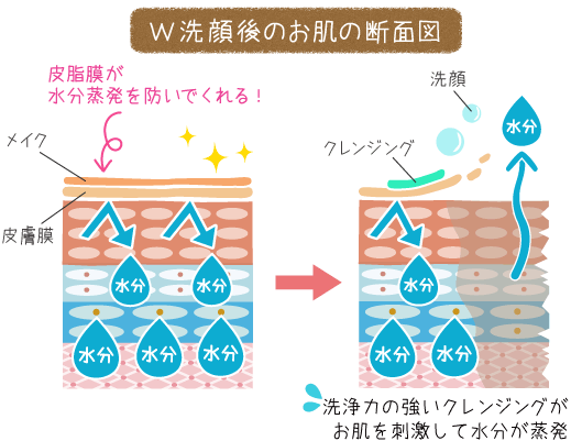 ダブル洗顔後のお肌の断面図