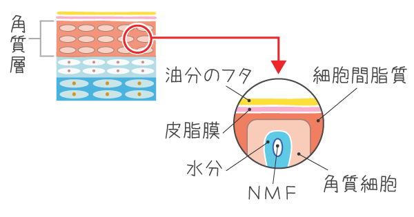 角質層の詳細図（角質細胞と細胞間脂質、ＮＭＦと水分、皮脂膜などの相関図）