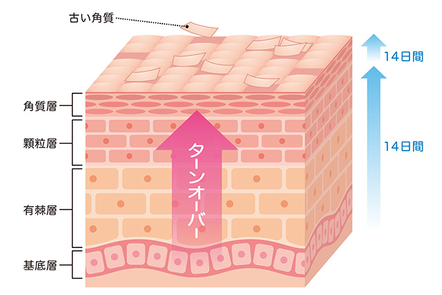 ターンオーバーの乱れで肌がくすんでいる場合