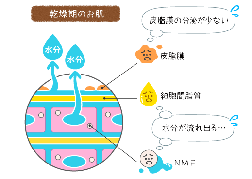 皮脂の分泌が少ないと、お肌の水分が蒸発しちゃう！