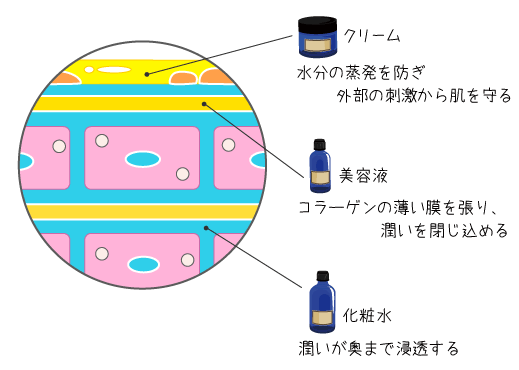 基礎化粧品の役割