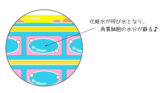 化粧水が呼び水となり、角質細胞の水分が蘇る！