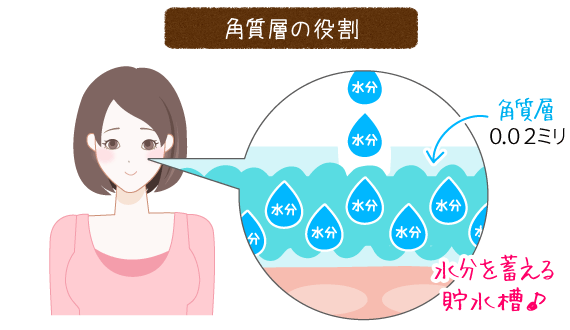 角質層は、水分を貯える貯水タンク