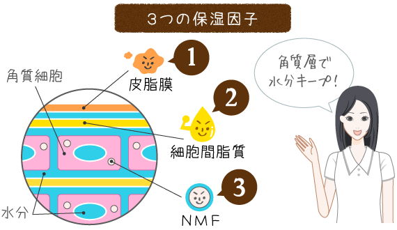 角質層の３つの保湿因子