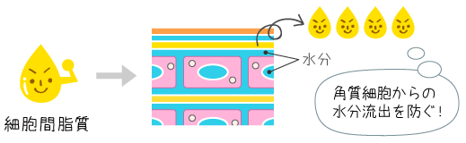 細胞間脂質と水分