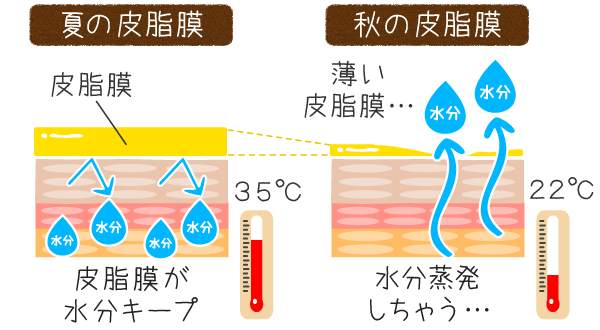 気温の低下で皮脂膜が減少！