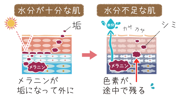 水分が充分な肌と水分不足な肌