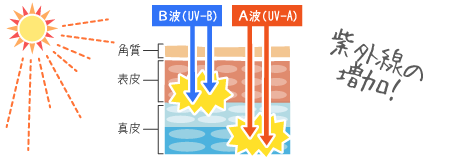 紫外線の増加