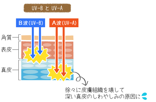 UV-AとUV-B