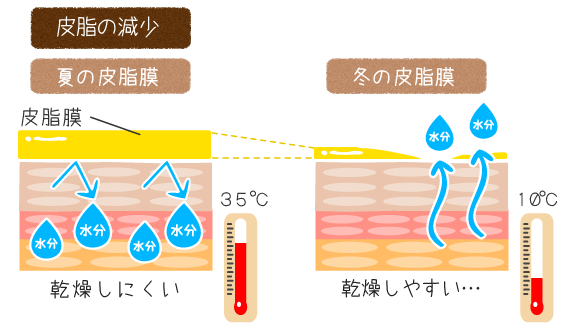 冬の肌は、皮脂膜が減り、乾燥しやすい状態