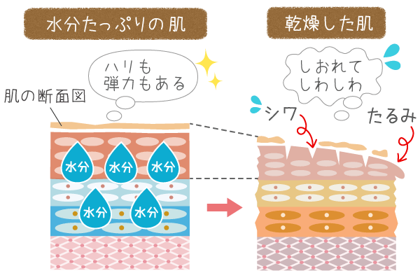 水分とハリや弾力、しわの関係