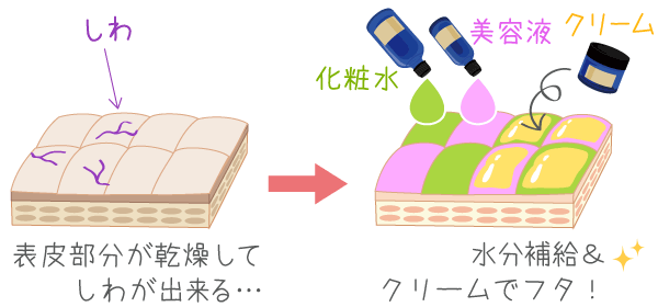 表皮部分のイメージ