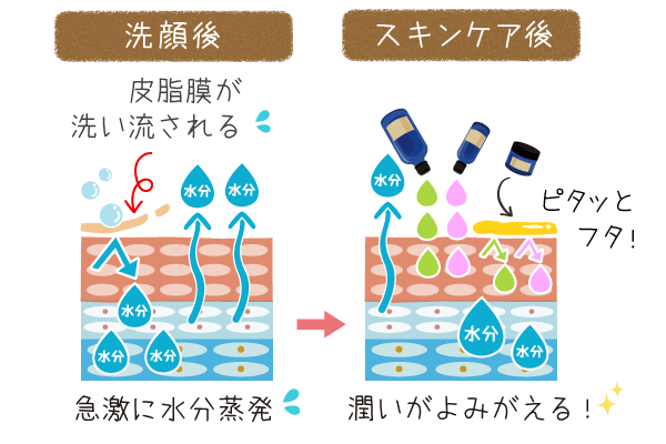 皮脂膜とお肌の水分の関係