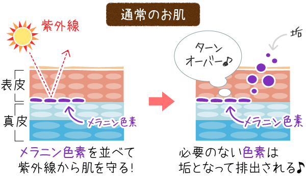 健康なお肌とメラニン色素