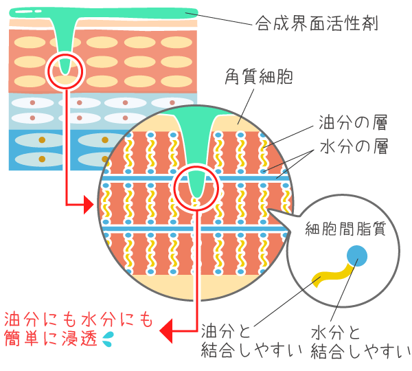 皮脂膜と細胞間脂質を乳化・溶解