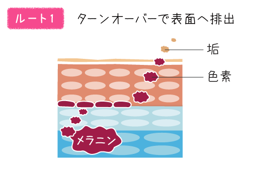 ターンオーバーで角質の表面へ