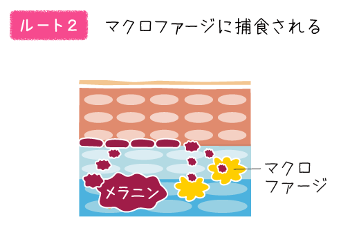 マクロファージで捕食される