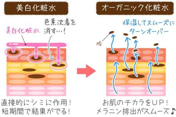 美白化粧水とオーガニック化粧水