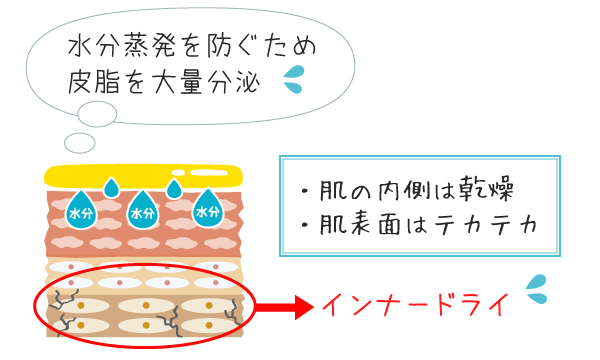 インナードライ肌の断面図