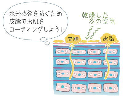 お肌の水分蒸発と乾燥を防ぐため、皮脂を分泌