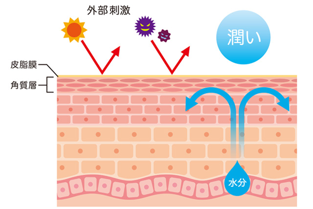 皮脂膜を育てる