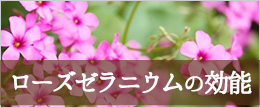 ローズゼラニウムの効能！化粧水やクリームの肌への効果って？