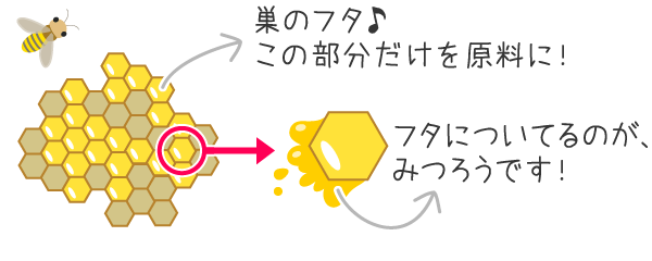 みつろうは巣を守り固めるためのワックス