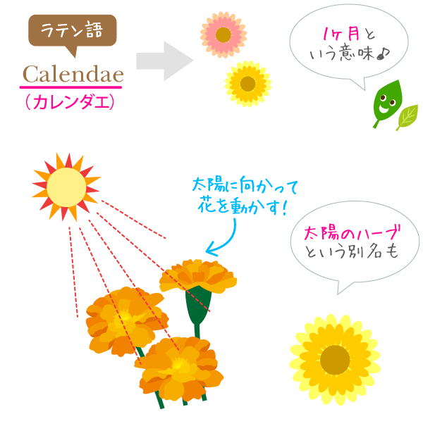 カレンデュラは、ラテン語のカレンダエ（１ヶ月）が語源です