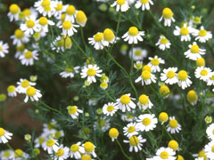 カモミールの花って、こんな花です。