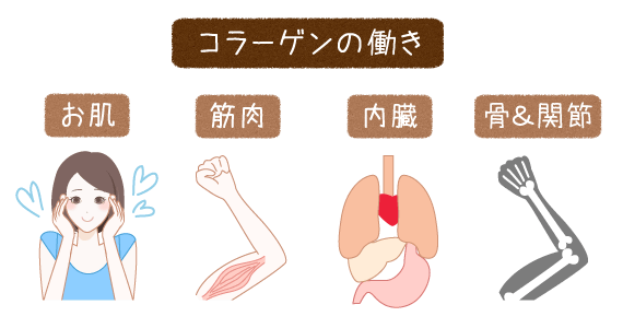 コラーゲンの働き