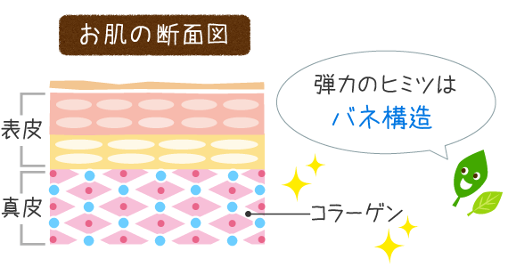 お肌の弾力の秘密はコラーゲンのバネ構造