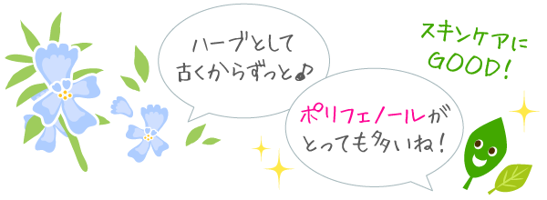 ローズマリーは、古くからずっとスキンケアに使われて来たハーブ