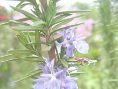 ローズマリーの花って、こんな花です。