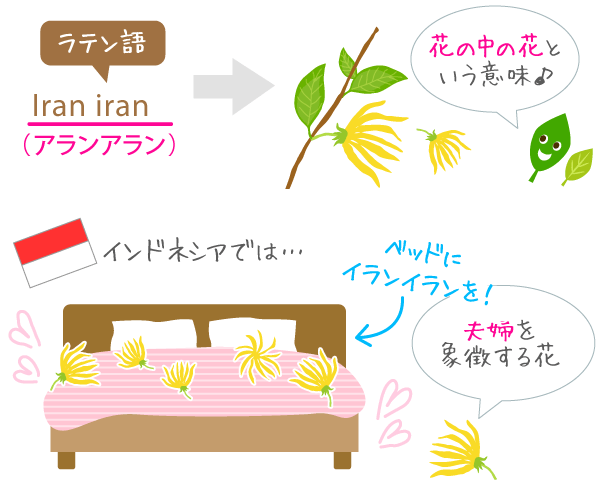 ラテン語で花の中の花