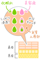 化粧水と美容液とお肌の関係