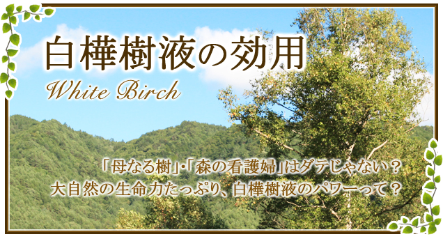 白樺樹液の効能！化粧水や化粧品の効果は？肌にいいって本当？